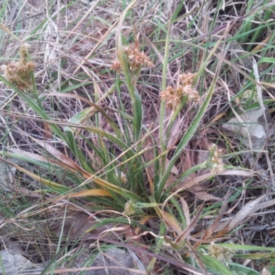 Luzula densiflora (Dense Wood-rush) at Little Taylor Grasslands - 8 Oct 2017 by RosemaryRoth