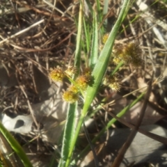 Luzula densiflora at Kambah, ACT - 8 Oct 2017