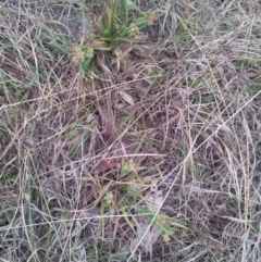 Luzula densiflora at Kambah, ACT - 8 Oct 2017 05:17 PM