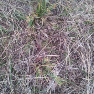 Luzula densiflora at Kambah, ACT - 8 Oct 2017