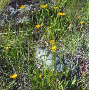 Ranunculus lappaceus at Point Hut to Tharwa - 17 Nov 2001