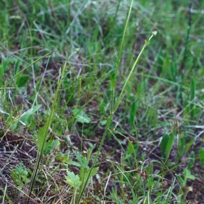 Ranunculus lappaceus (Australian Buttercup) at Conder, ACT - 26 Oct 2000 by MichaelBedingfield