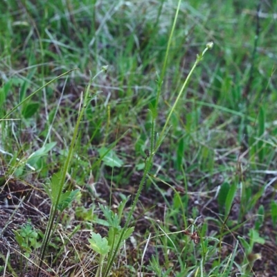 Ranunculus lappaceus (Australian Buttercup) at Conder, ACT - 25 Oct 2000 by michaelb