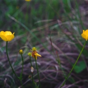 Ranunculus lappaceus at Conder, ACT - 26 Oct 2000