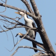 Microcarbo melanoleucos (Little Pied Cormorant) at Molonglo River Reserve - 3 Oct 2017 by michaelb