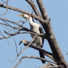 Microcarbo melanoleucos (Little Pied Cormorant) at Molonglo, ACT - 3 Oct 2017 by MichaelBedingfield