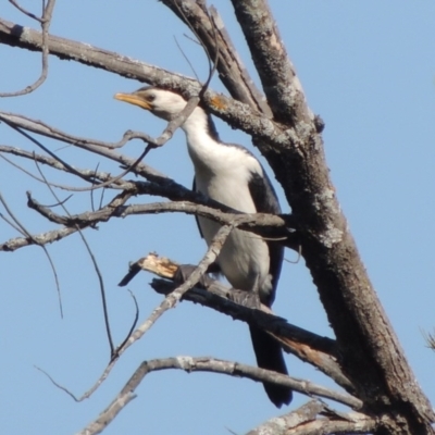 Microcarbo melanoleucos (Little Pied Cormorant) at Molonglo River Reserve - 3 Oct 2017 by michaelb