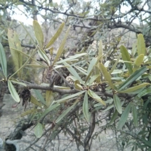 Pyracantha sp. at Majura, ACT - 8 Oct 2017 05:53 PM