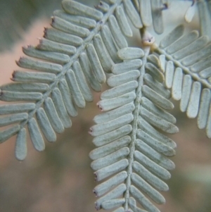 Acacia baileyana at Majura, ACT - 8 Oct 2017