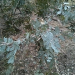 Acacia baileyana at Majura, ACT - 8 Oct 2017