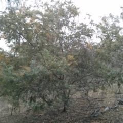 Acacia baileyana at Majura, ACT - 8 Oct 2017