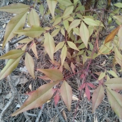 Nandina domestica (Sacred Bamboo) at Mount Ainslie - 8 Oct 2017 by WalterEgo