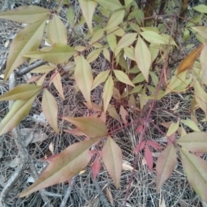 Nandina domestica at Majura, ACT - 8 Oct 2017