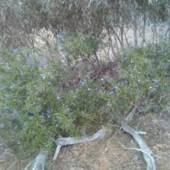 Solanum linearifolium at Majura, ACT - 8 Oct 2017 05:28 PM