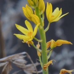 Bulbine glauca (Rock Lily) at Molonglo River Reserve - 3 Oct 2017 by michaelb
