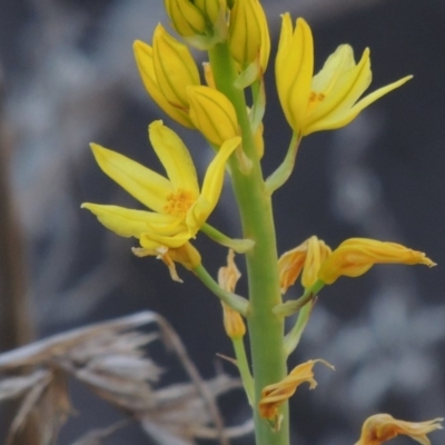 Bulbine glauca (Rock Lily) at Molonglo River Reserve - 3 Oct 2017 by michaelb