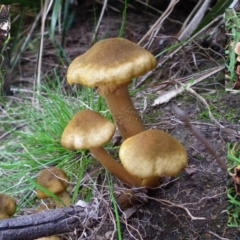 Armillaria luteobubalina (Australian Honey Fungus) at Wyndham, NSW - 7 Feb 2017 by NormClarke