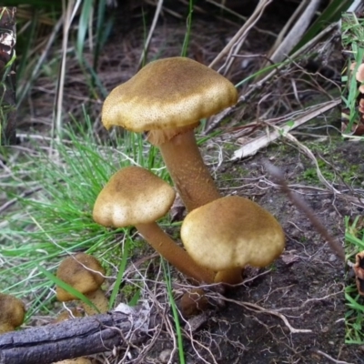 Armillaria luteobubalina (Australian Honey Fungus) at Wyndham, NSW - 8 Feb 2017 by NormClarke