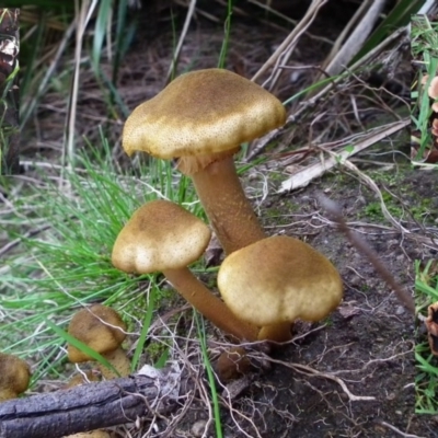 Armillaria luteobubalina (Australian Honey Fungus) at Wyndham, NSW - 7 Feb 2017 by NormClarke