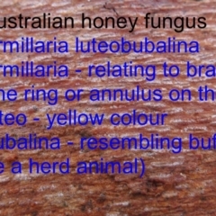 Armillaria luteobubalina at Wyndham, NSW - 8 Feb 2017