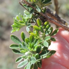 Genista monspessulana (Cape Broom, Montpellier Broom) at Molonglo, ACT - 3 Oct 2017 by michaelb