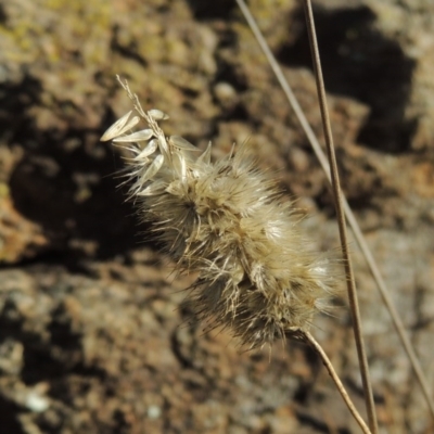 Enneapogon nigricans (Nine-awn Grass, Bottlewashers) at Molonglo River Reserve - 3 Oct 2017 by michaelb