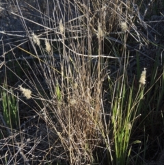 Enneapogon nigricans at Molonglo River Reserve - 3 Oct 2017