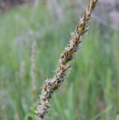 Carex appressa (Tall Sedge) at Molonglo, ACT - 3 Oct 2017 by MichaelBedingfield