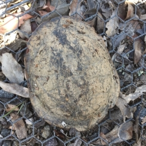 Chelodina longicollis at Gungahlin, ACT - 9 Oct 2017