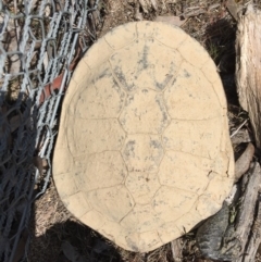 Chelodina longicollis (Eastern Long-necked Turtle) at Mulligans Flat - 9 Oct 2017 by CedricBear