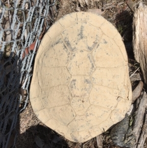 Chelodina longicollis at Gungahlin, ACT - 9 Oct 2017