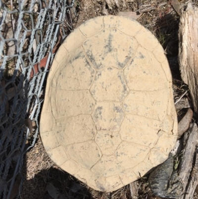 Chelodina longicollis (Eastern Long-necked Turtle) at Gungahlin, ACT - 9 Oct 2017 by CedricBear