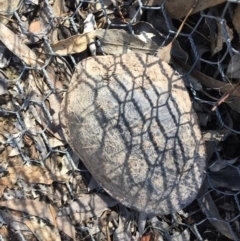 Chelodina longicollis (Eastern Long-necked Turtle) at Gungahlin, ACT - 9 Oct 2017 by CedricBear