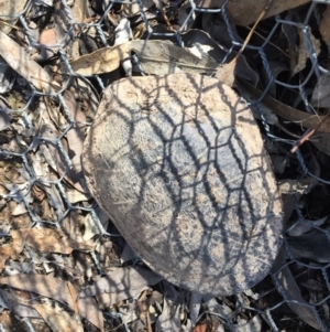 Chelodina longicollis at Gungahlin, ACT - 9 Oct 2017