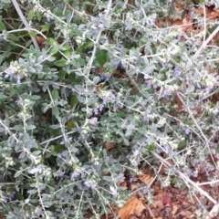 Teucrium fruticans (Bush Germander) at Hughes, ACT - 8 Oct 2017 by ruthkerruish