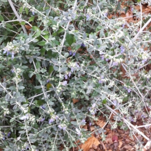 Teucrium fruticans at Hughes, ACT - 8 Oct 2017 12:00 AM