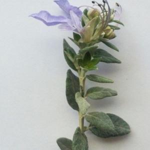 Teucrium fruticans at Hughes, ACT - 8 Oct 2017 12:00 AM