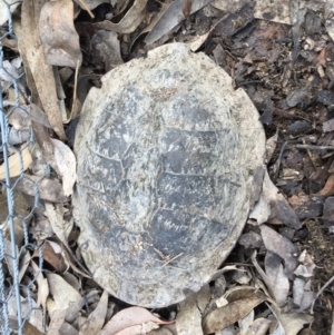 Chelodina longicollis at Gungahlin, ACT - 9 Oct 2017 12:45 PM