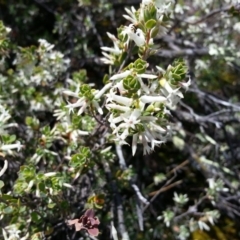 Brachyloma daphnoides (Daphne Heath) at Majura, ACT - 9 Oct 2017 by SilkeSma