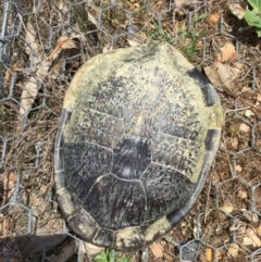 Chelodina longicollis (Eastern Long-necked Turtle) at Mulligans Flat - 9 Oct 2017 by CedricBear