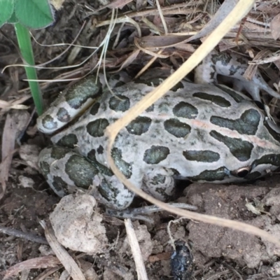 Limnodynastes tasmaniensis (Spotted Grass Frog) at Wandiyali-Environa Conservation Area - 9 Oct 2017 by Wandiyali