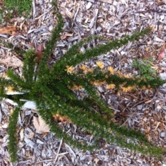 Grevillea juniperina (Grevillea) at Red Hill to Yarralumla Creek - 7 Oct 2017 by ruthkerruish