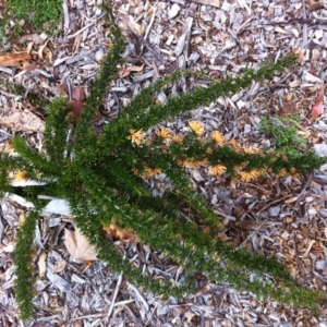 Grevillea juniperina at Garran, ACT - 8 Oct 2017