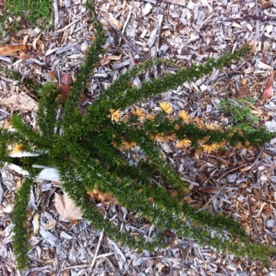 Grevillea juniperina (Grevillea) at Hughes Garran Woodland - 7 Oct 2017 by ruthkerruish