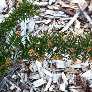 Grevillea juniperina at Garran, ACT - 8 Oct 2017 12:00 AM