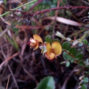 Bossiaea sp. at Kambah, ACT - 11 Oct 2017 11:21 AM