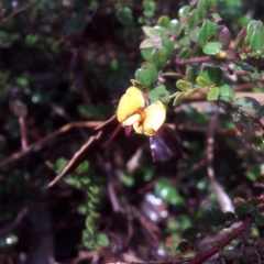 Bossiaea sp. at Kambah, ACT - 11 Oct 2017 11:21 AM