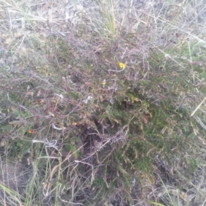 Bossiaea sp. at Kambah, ACT - 11 Oct 2017