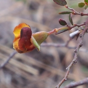 Bossiaea sp. at Kambah, ACT - 11 Oct 2017 11:21 AM