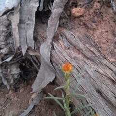 Xerochrysum viscosum (Sticky Everlasting) at Majura, ACT - 8 Oct 2017 by WalterEgo